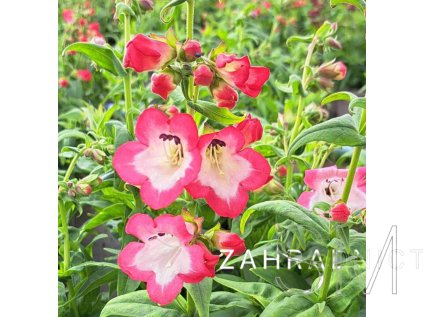 Penstemon hart. 'Phoenix Pink'  Dračík  'Phoenix Pink'