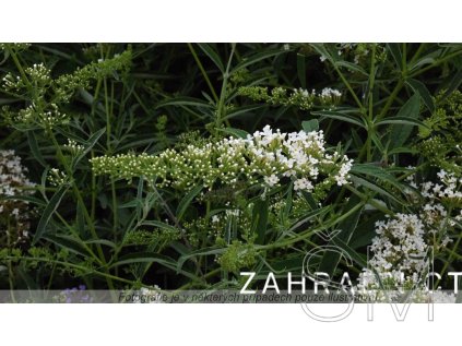 Buddleja davidii 'Nanhoensis Alba' Komule davidova 'Nanhoensis Alba'