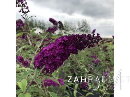 Buddleja davidii 'Royal Red' Komule davidova 'Royal Red'