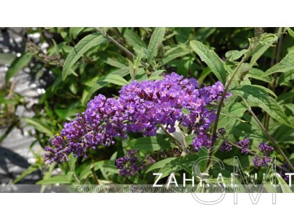 Buddleja davidii 'Border Beauty' Komule Davidova 'Border Beauty'