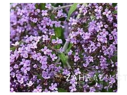 Buddleja davidii 'Wisteria Lane'® Buddleja davidova 'Wisteria Lane'®