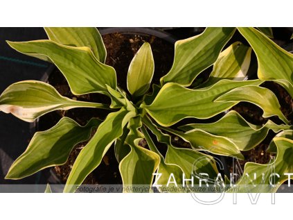 Hosta hyb. 'Wide Brim' Bohyška 'Wide Brim'