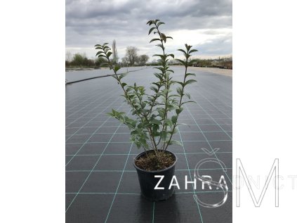 Ligustrum vulgare 'Atrovirens' Ptačí zob 'Atrovirens'