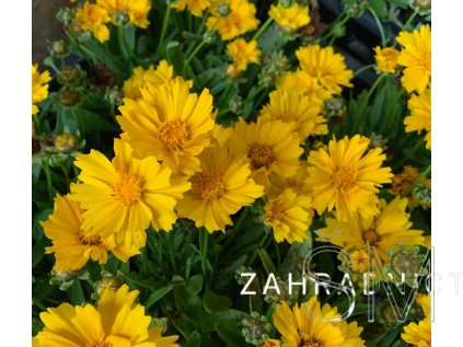 Coreopsis grand. 'Illico®'Coreopsis grand. 'I  Krásnoočko velkokvěté  'Illico®'