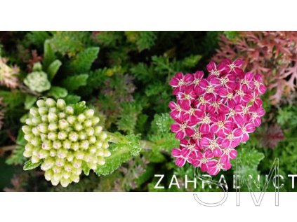 Achillea mill. 'D. E. Deep Rose' Řebříček obecný 'D. E. Deep Rose'