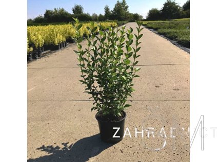 Ligustrum ovalifolium  Ptačí zob vejčitolistý