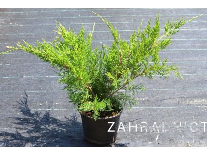 Juniperus media x 'Mint Julep' Jalovec 'Mint Julep'