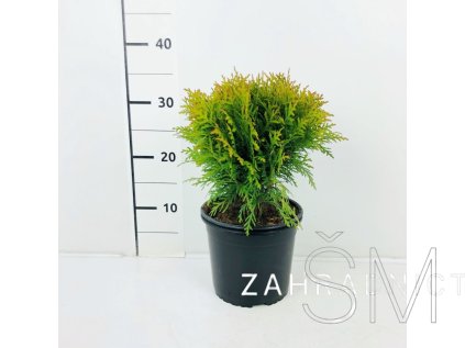 Thuja occ. 'Tiny Tim' Zerav západní 'Tiny Tim'