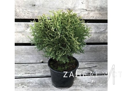 Thuja occ. 'Danica' Zerav západní 'Danica'