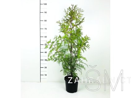 Thuja occ. 'Brabant' Zerav západní 'Brabant'