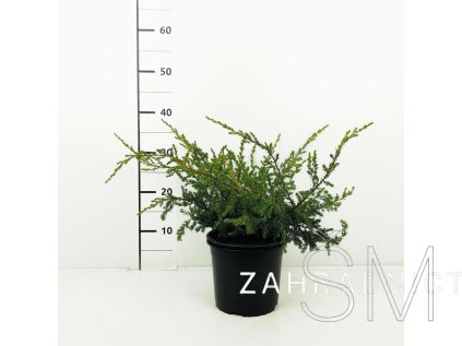 Juniperus comm. 'Repanda' Jalovec obecný 'Repanda' (polehavý)