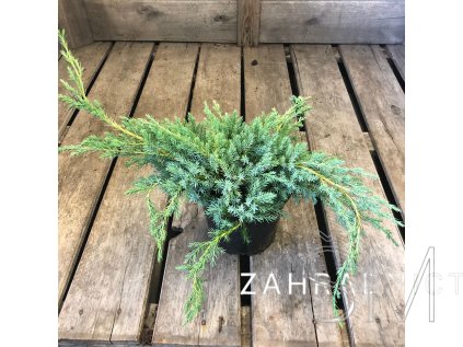 Juniperus squamata 'Blue Carpet' Jalovec 'Blue Carpet'