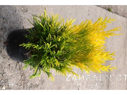 Thuja occ. 'Sunkist' Zerav západní 'Sunkist'