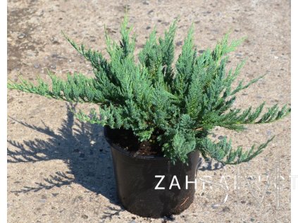 Juniperus horizontalis 'Blue Chip' Jalovec 'Blue Chip'