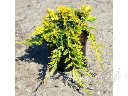 Juniperus horizontalis 'Golden Carpet' Jalovec 'Golden Carpet'