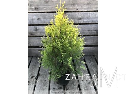 Thuja occ. 'Salland' Zerav západní 'Salland'