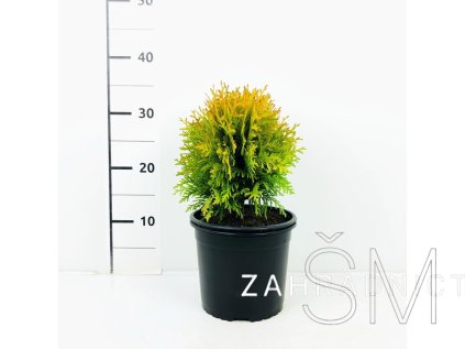 Thuja occ. 'Mirjam PBR' Zerav západní 'Mirjam PBR'