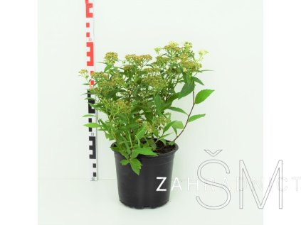 Spiraea japonica 'Albiflora' Tavolník 'Albiflora'