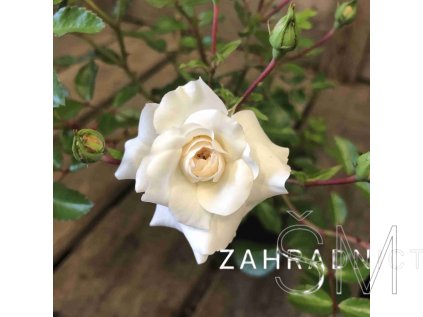 Rosa 'Swany'  Růže 'Swany' bílá plná velký květ