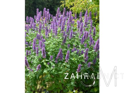 Agastache hyb. 'Blue Boa'  Agastache 'Blue Boa'