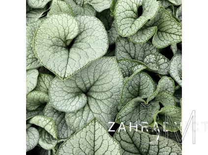 Brunnera macr. 'Sea Heart'® Pomněnkovec velkolistý 'Sea Heart'®
