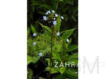 Brunnera macr. 'Alexander's Great®'  Pomněnkovec velkolistý  'Alexander's Great®'