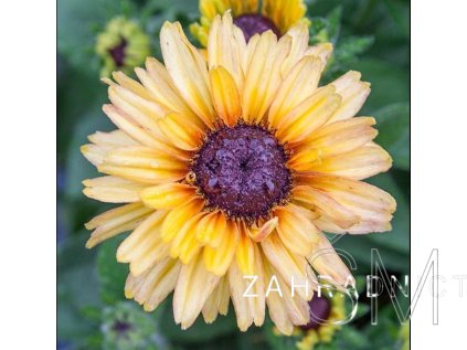 Rudbeckia 'Flamenco® Vanilla'  Třapatka Flamenco® Vanilla