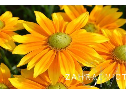 Rudbeckia hyb. 'SmileyZ™ Lemon'  Třapatka 'SmileyZ™ Lemon'