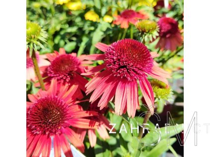 Echinacea purp. 'Carrot Cake'  Třapatka nachová 'Carrot Cake'
