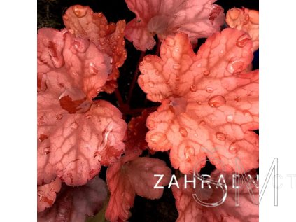 Heuchera 'Paprika'  Dlužicha  'Paprika'