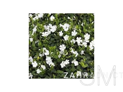 Vinca minor 'Alba'  Barvínek menší  'Alba'
