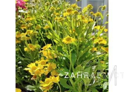 Helenium 'MARIACHI™ 'SOMBRERO'  Záplevák 'MARIACHI™ 'SOMBRERO'