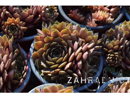 Sempervivum 'Bronze Pastel'  netřesk 'Bronze Pastel'