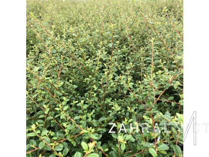 Cotoneaster dammeri 'Skogholm'  Skalník Dammerův 'Skogholm'