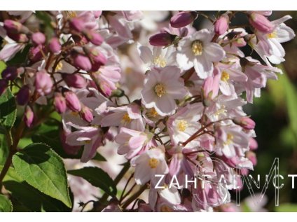 Deutzia kalmiiflora  trojpuk mamotokvětý
