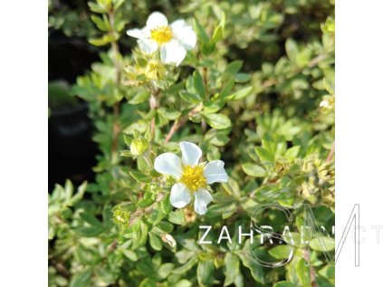 Potentilla frut. 'Tilford Cream'  Mochna křovitá