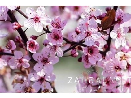Prunus cerasifera 'Nigra' Slivoň myrobalán