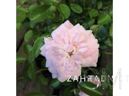 Rosa 'The Fairy'  Růže 'The Fairy' světle růž. drobnokvětá