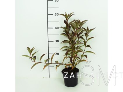 Weigela 'Splendit' Vajgelie 'Splendit'