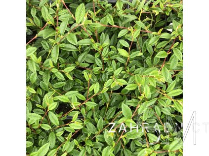 Cotoneaster salicifolius 'Bella'  Skalník vrbolistý 'Bella'