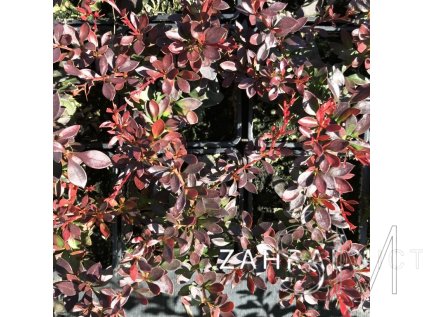 Berberis thunbergii 'Bagatelle'  Dřišťál Thunbergův 'Bagatelle'