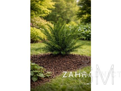 Taxus baccata 'Repandens'  Tis červený 'Repandens'