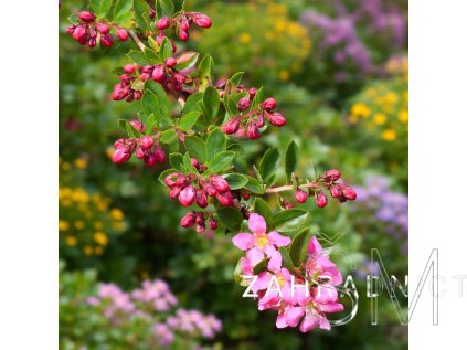 Escallonia 'Dart's Rosyred'  zábluda  (mutis)
