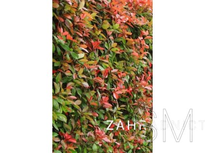 Photinia fraseri 'Red Robin' Blýskavka 'Red Robin'