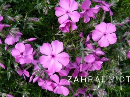 Phlox sub. 'Mc Daniel's Cushion'  Plamenka šídlovitá 'Mc Daniel's Cushion'