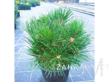 Pinus nigra 'Brepo®' Borovice černá ´Brepo'