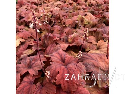 Heucherella x hybrida 'Sweet Tea' Dlužela 'Sweet Tea'