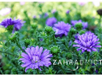 Aster n.-b. 'Henry Purple' Hvězdnice 'Henry Purple'
