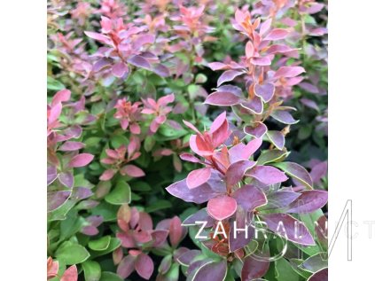 Berberis thunbergii 'Admiration'®  Dřišťál Thunbergův 'Admiration'®
