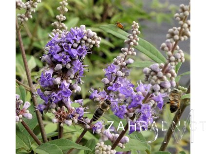 Vitex agnus-castus latifolia Drmek velkolistý